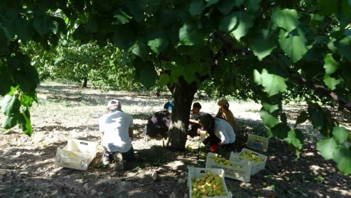 Malatya'da 'sarı altın' hasadı başladı