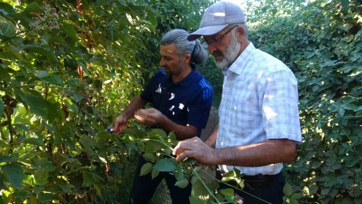 Malatya'da bitkisel üretim çeşitliliğinde üzümsü meyvelerin üretimi yaygınlaşıyor