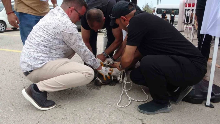 Malatya'da etkinlikte pitbull dehşeti: Bir kadın yaralandı