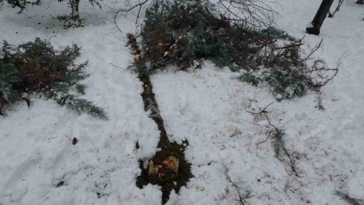 Malatya'da kar ağaçları yerinden söktü