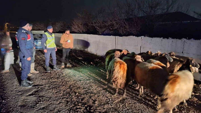 Malatya'da kayıp koyunları jandarma buldu