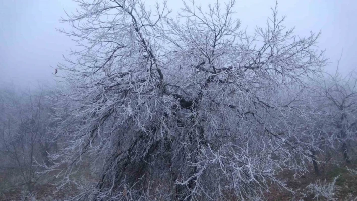 Malatya'da kırağı ağaçları ve bitkileri beyaza bürüdü