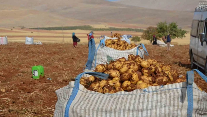 Malatya'da patates hasadı