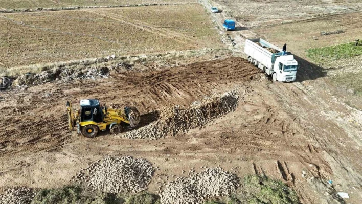 Malatya'da şeker pancarında yüksek verim çiftçinin yüzünü güldürdü