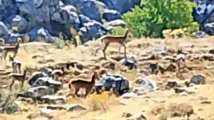 Malatya'da sürü halindeki yaban keçileri görüntülendi