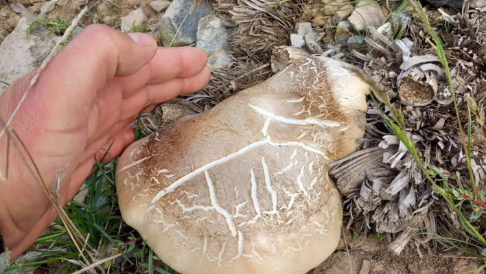 Malatya'da topladığı mantardan yiyen kişi zehirlendi