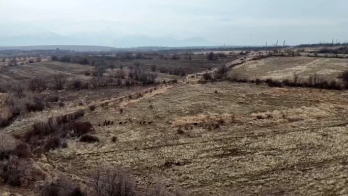 Malatya'da yaban domuzları ekili arazilere zarar verdi