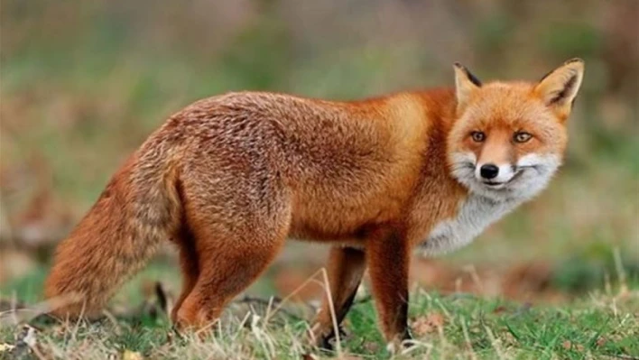 Malatya'da yaban hayvanları havadan aşılanacak