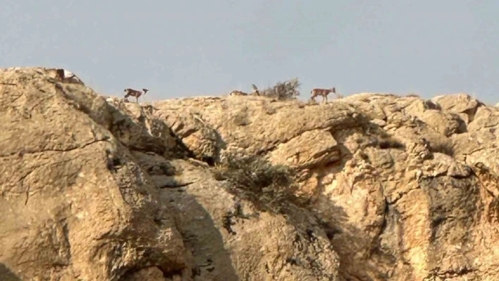 Malatya'da yaban keçileri görüntülendi