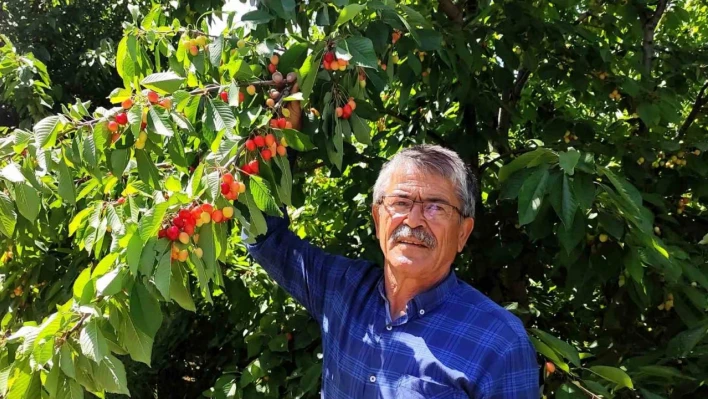 Malatyalı kiraz üreticilerinin umudu ihracatçıların gelmesi