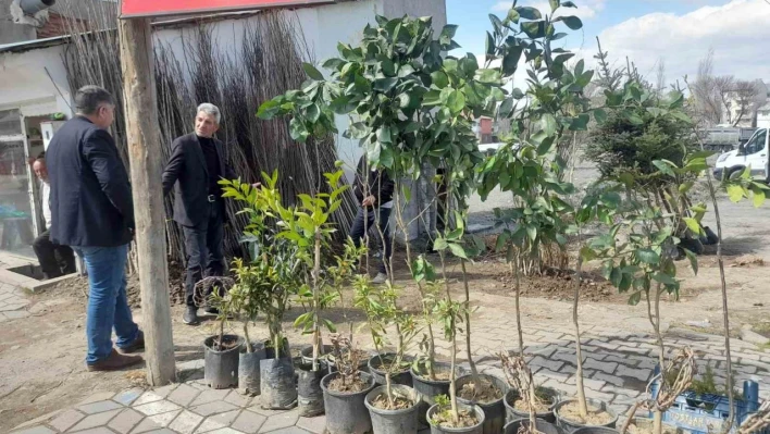 Malazgirt'te fidan satışları başladı
