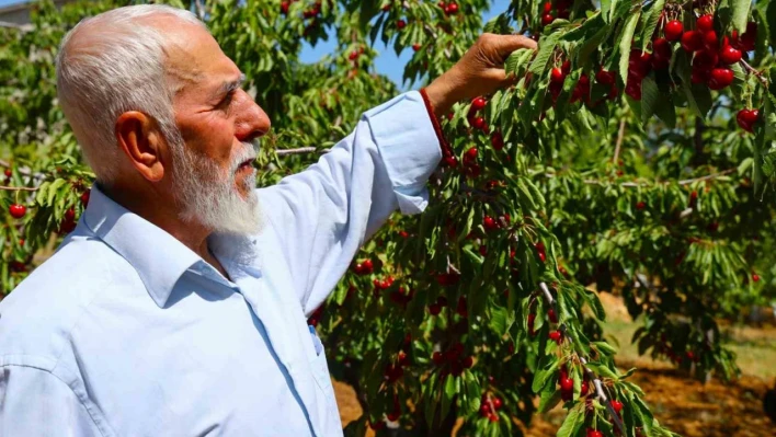 Medeniyetler beşiği 5 bin yıllık Harput'ta erken kiraz hasadı