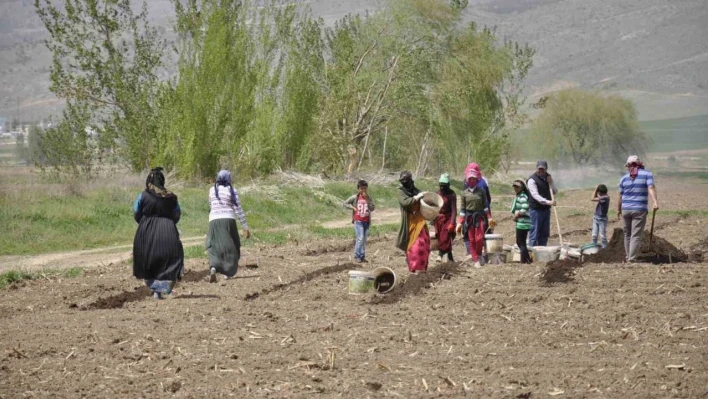 Mevsimlik tarım işçileri tarlalarda rızıklarını çıkarıyor