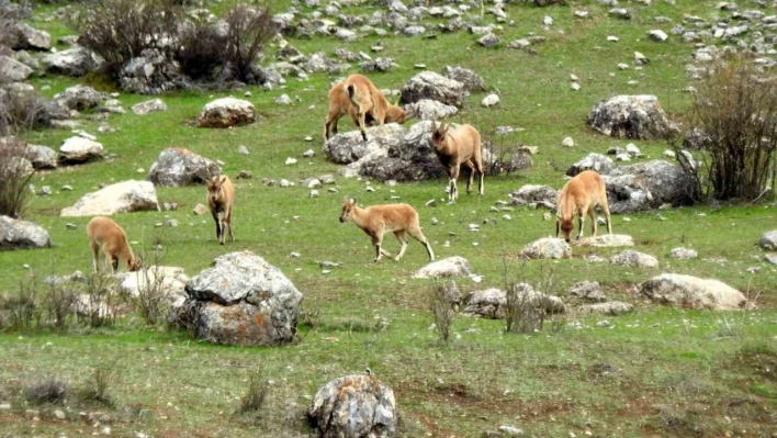 Munzur Dağlarında dağ keçileri görüntülendi