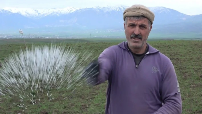 Muş Ovası'ndaki buğday tarlaları gübreleniyor