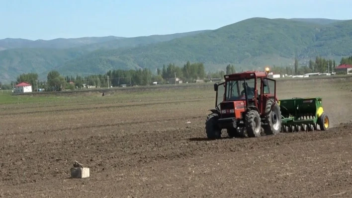 Muş'ta 'karabuğday' tohumları toprakla buluştu