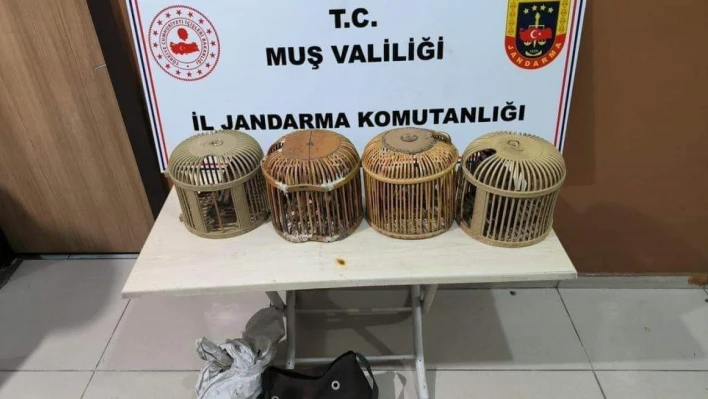 Muş'ta kaçak avcılar jandarmaya takıldı