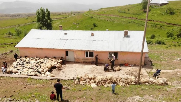 Muş'ta koyun kırkma mesaisi başladı