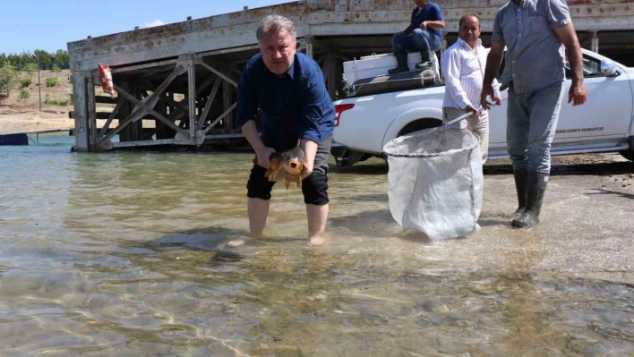 Sağma işlemlerinin ardından anaç balıklar göle bırakıldı