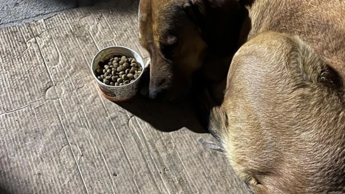 Sahibini depremde kaybeden köpeğin görüntüleri izleyenleri şaşırttı