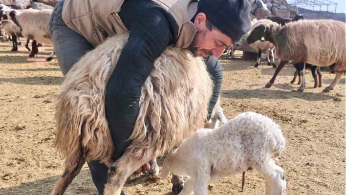 Şap tedirginliği yaşayan üreticiler 24 saat kuzu nöbeti tutuyor