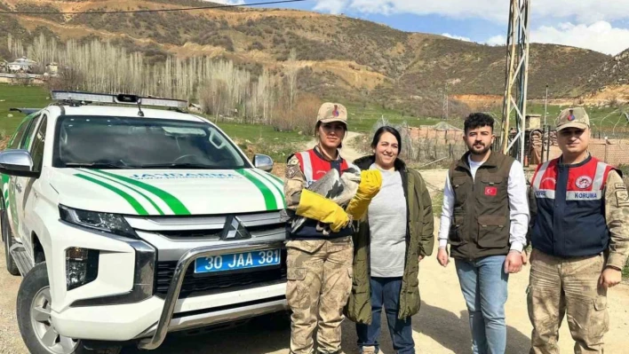 Şemdinli'de gri balıkçıl türü kuş bulundu