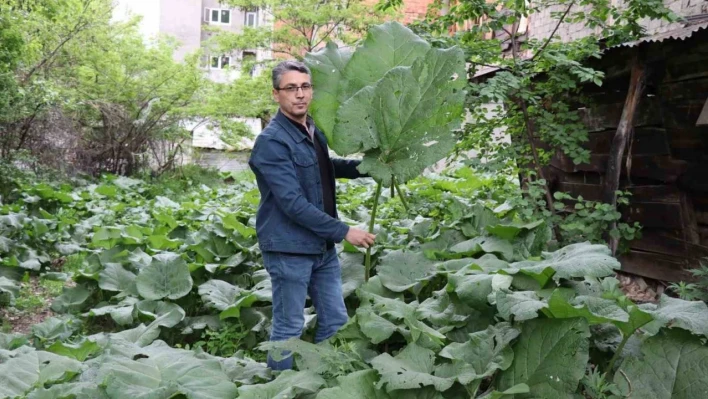 Şemsiye değil kabalak otu