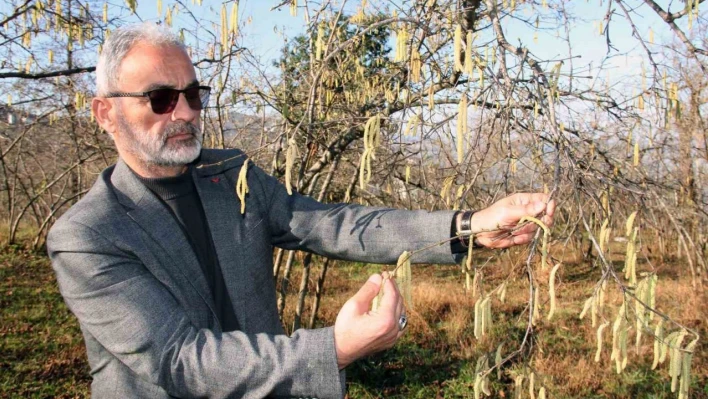 Serbest piyasada fındık fiyatını karanfiller belirleyecek