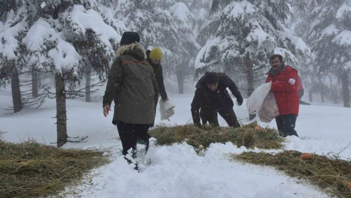 Şırnak'ta yaban hayvanları için yem bırakıldı