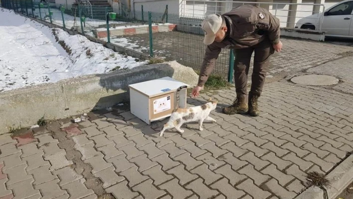 Sokak kedileri üşümesin diye kedi evleri Bolu'nun dört bir yanına konuldu