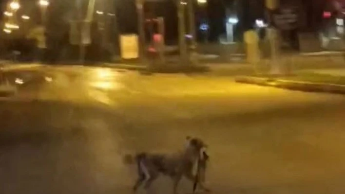 Sokak köpeği parçaladığı kediyi ağzında götürdü