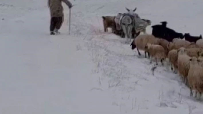 Sürü sahipleri kar ve tipiye yakalandı