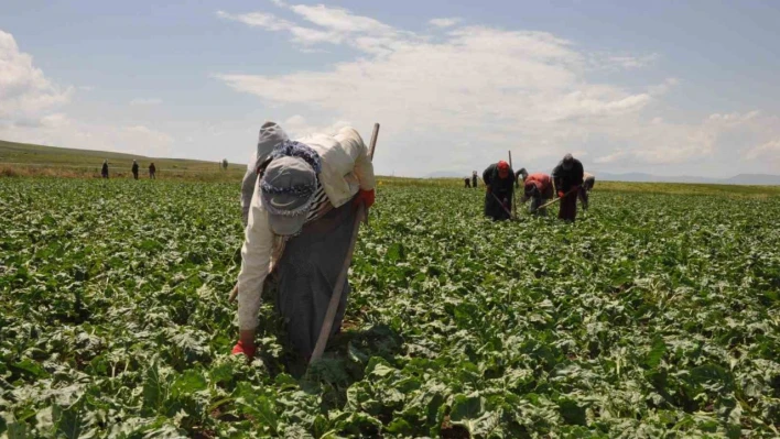 Tarım işçisi kadınlar pancar üretimi mesaisinde