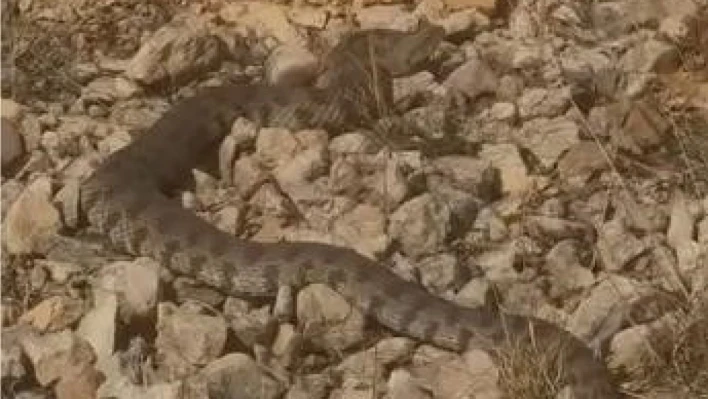 Tek ısırığı bir insanı öldürmeye yeten dev engerek yılanı görüntülendi