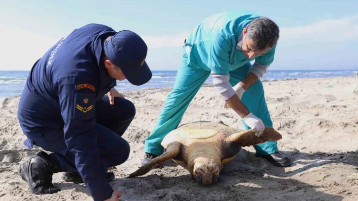 Tekirdağ sahilinde 'caretta caretta' ölüsü bulundu