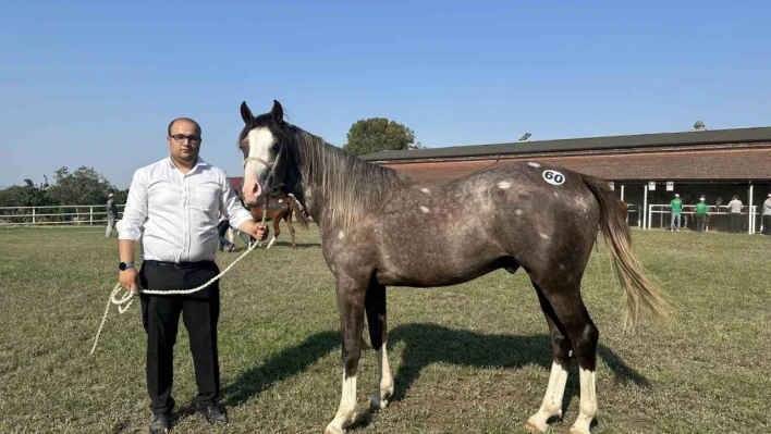 TİGEM 42 tay satışından 10 milyon lira gelir elde etti