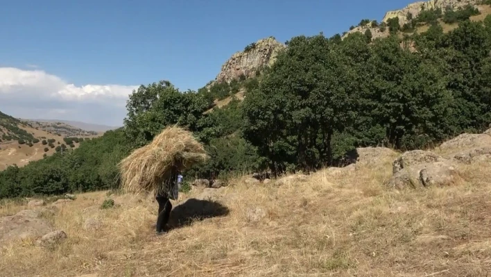 Tırpan ile biçtikleri otları 1 kilometre sırtlarında taşıyarak kışa hazırlık yapıyorlar