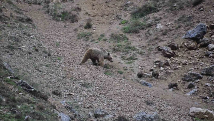 Tunceli'de anne ayı, 4 yavrusuyla yiyecek ararken görüntülendi