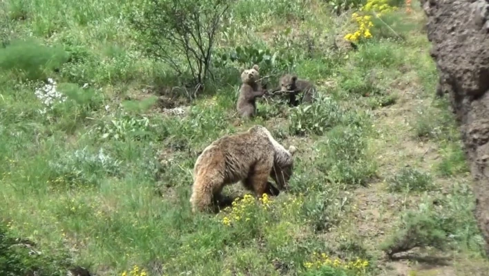 Tunceli'de anne ayı ve 3 yavrusu yiyecek ararken görüntülendi