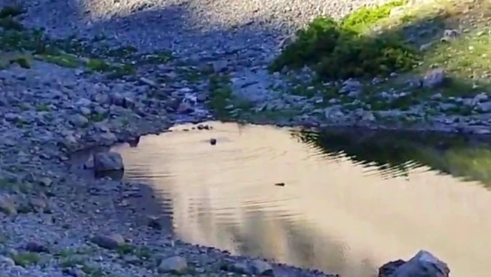 Tunceli'de ayıların su keyfi
