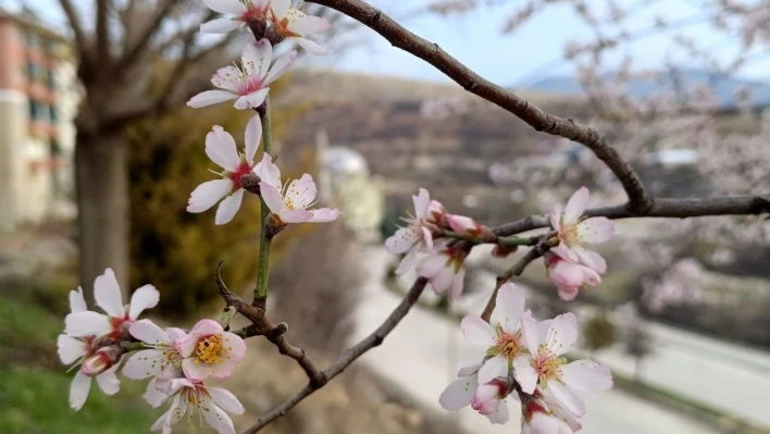 Tunceli'de badem ağaçları çiçek açtı, üretici tedirgin