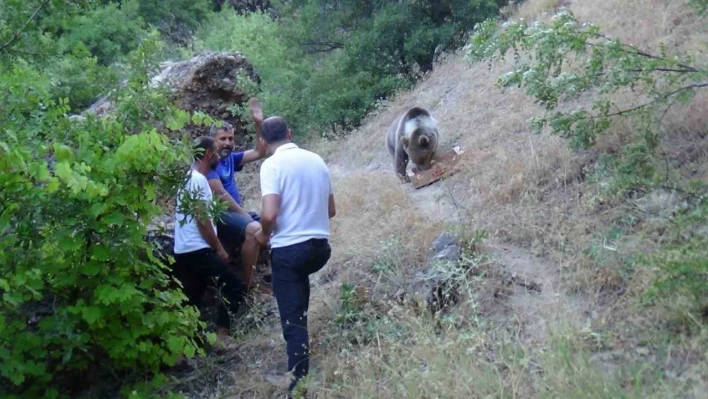 Tunceli'de bozayı, karnını doyurmak için kamp alanına geliyor