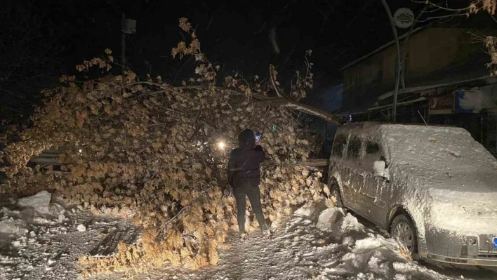 Tunceli'de fırtına, ağaçları devirdi