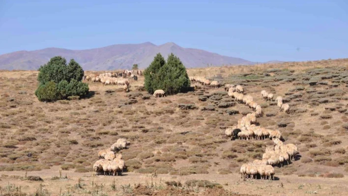 Tunceli'de il içi ve il dışı hayvan hareketleri yasaklandı