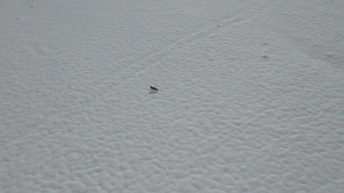 Tunceli'de karda yiyecek arayan tilki dron kamerasında