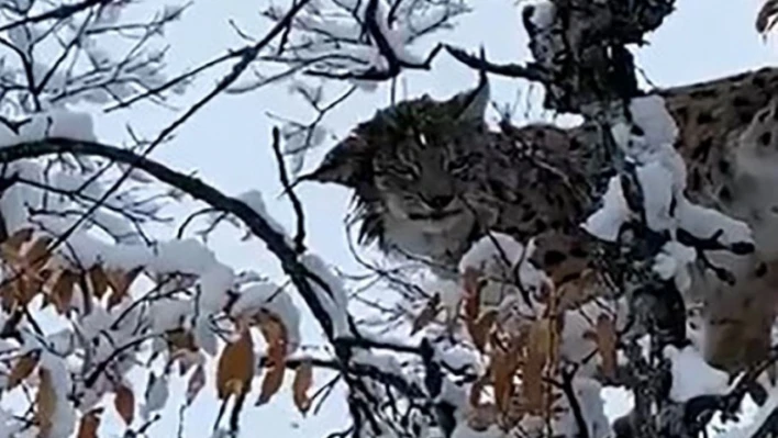 Tunceli'de karların arasında kamufle olan vaşak görüntülendi