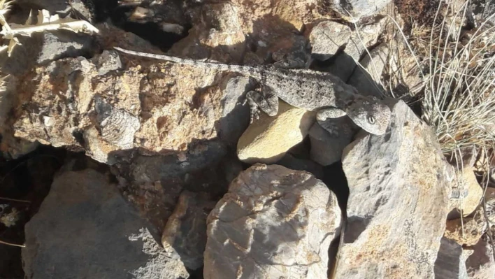 Tunceli'de kırmızı listede bulunan 'Bozkır Keleri' görüldü