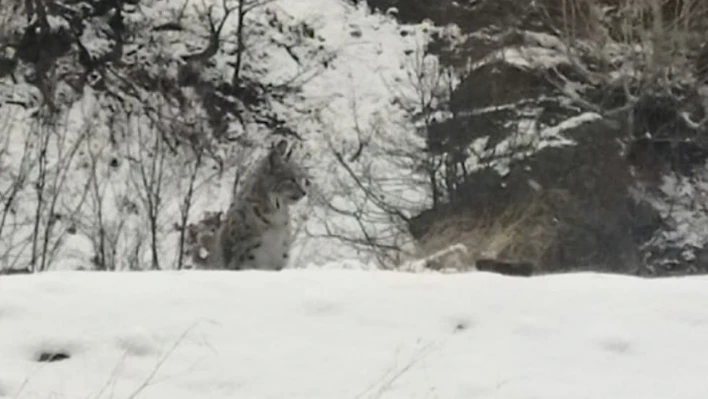 Tunceli'de kırmızı listedeki vaşak görüntülendi