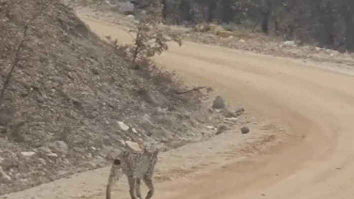 Tunceli'de kırmızı listedeki vaşak görüntülendi