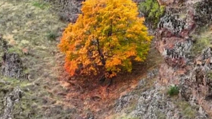 Tunceli'de, koruma altındaki yaban keçileri ile ayı dron kamerasında